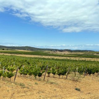 e11_weinberge