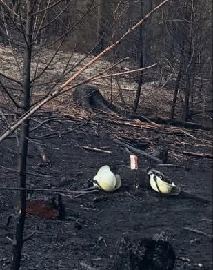 Titelbild zu Wenn einer losgeht, stehen viele dahinter